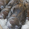 Black Sea Bass