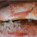 Red Snapper