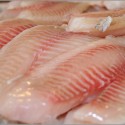 Tilapia