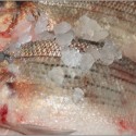 White Bass