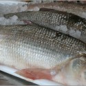 Whitefish