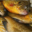 Blue Gills