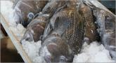 Black Sea Bass