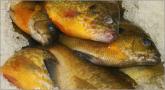 Blue Gills