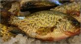Crappies