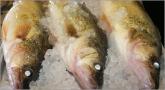 Pickerel (Walleye)