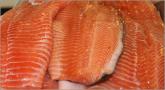 Rainbow Trout