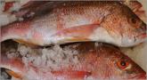 Red Snapper