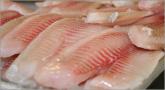 Tilapia