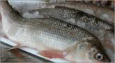 Whitefish
